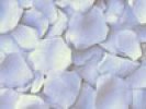 periwinkle